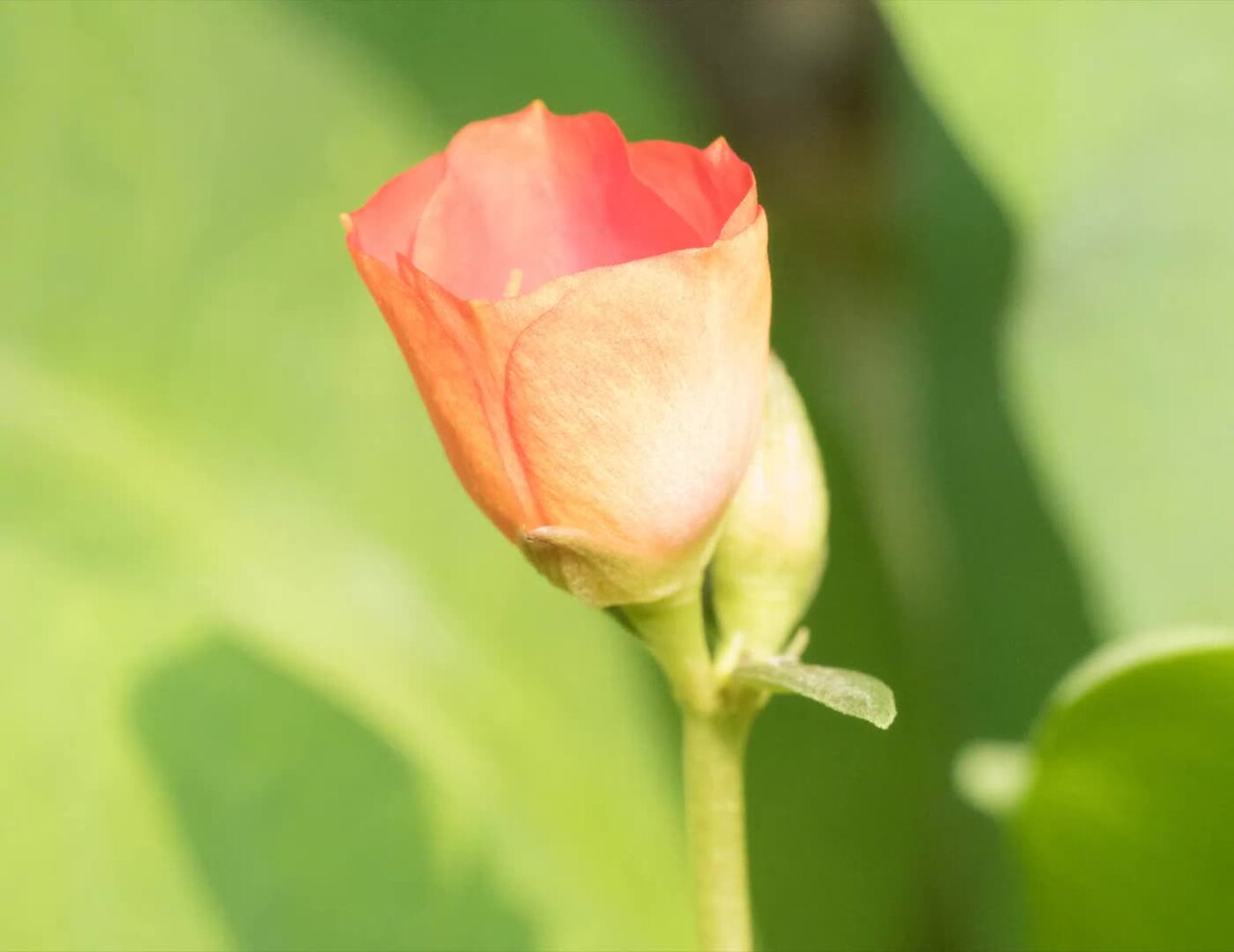 Flower opening in a time-lapse