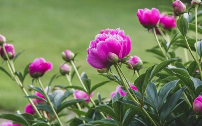 Flowers growing in a garden